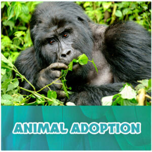 Adopt an Animal