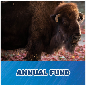 Annual Fund