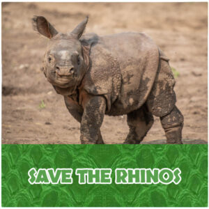 SAVE THE RHINOS!
