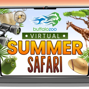 Virtual Summer Safari